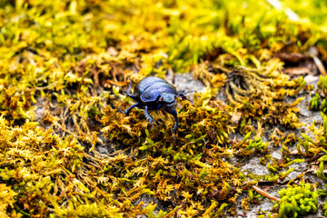 close up of a sunflower