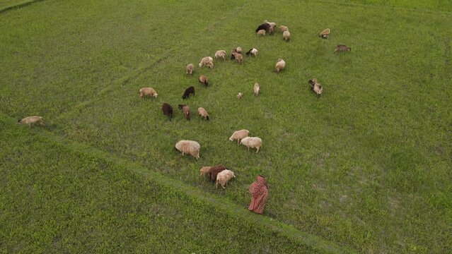 Aerial view of The herd of sheep eating grass on spring meadow