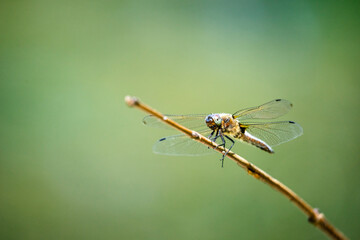 dragonfly on a stick