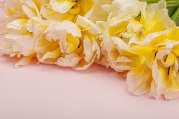 Fresh light peony tulips on pastel pink background. Festive concept for Mother's or Valentines Day
