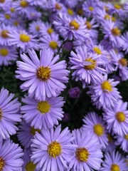 Obraz na płótnie Canvas purple flowers