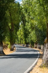 Tunnel of trees painted with white lime for road signs in Portugal