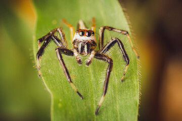 Close up a Jumping spider on green leaf, Selective focus, Macro photos.