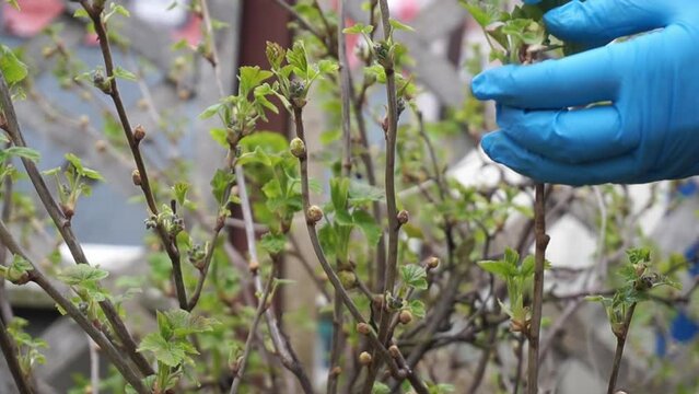Blackcurrant Gall or Big Bud Mite pest, Cecidophyopsis Ribis. Hand removes infected enlarged round buds on young currant bush in early Spring. Blackcurrant disease.