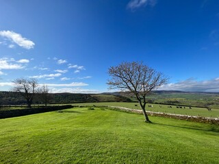 landscape with a tree