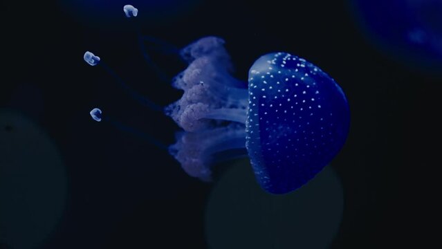 Tropical Jelly Blubber Jellyfish Floating Underwater - macro