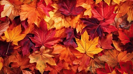 Naklejka na ściany i meble A mesmerizing display of colorful autumn leaves