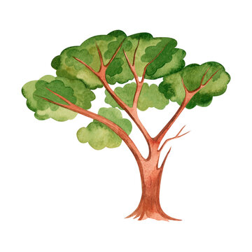Watercolor illustration. A green tree with a brown trunk painted in watercolor on a transparent background. Suitable for printing on fabric and paper, book illustrations and children's room interiors.
