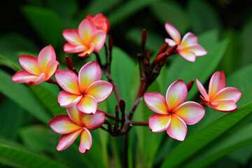 frangipani plumeria flower