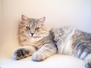 Fototapeta premium Persian cat lay down on chair looking to the camera