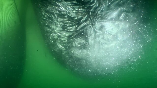 Fish inside an industrial fishing net: When fishermen bring the net to the surface, the fish are so crowded inside that they lose their scales forming a translucent cloud around the net, wide shot.