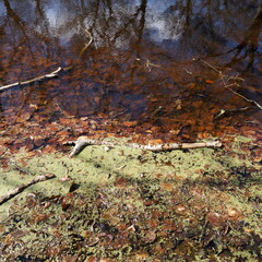 Brown leaves in pond
