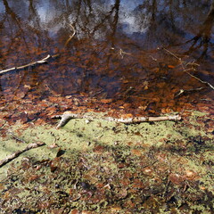 Fototapeta premium Brown leaves in pond