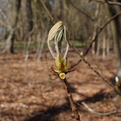 Chestnut bud bursting open