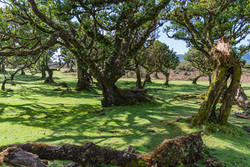 Lorbeerwald Feenwald im Gebiet Fanal auf Madeira