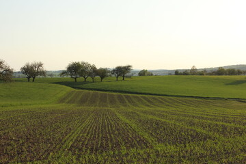 Fototapeta na wymiar Die Pracht der Natur: Getreidefelder erstrahlen im Sonnenuntergang