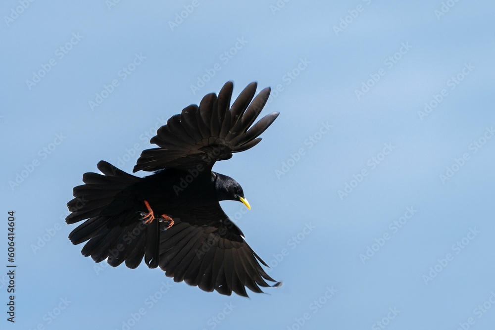 Wall mural Yellow-billed chough flying in the bright blue sky