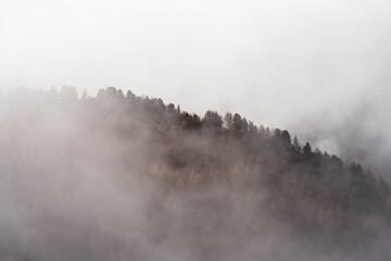 Foggy forested hillside in autumn