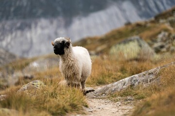 Selective focus shot of Valais Blacknose (Ovis aries)