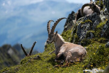 Beautiful Alpine ibex (Capra ibex) goat resting on a mountain during sunrise