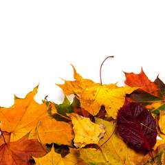 Autumn dried multicolor leaves