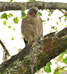 red shouldered hawk looking for food