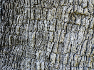 Closeup shot of bark texture in daylight