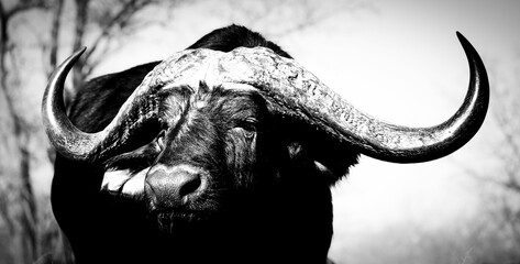 Grayscale closeup of African buffalo with big curvy horns