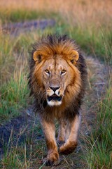 Obraz na płótnie Canvas Vertical shot of a male lion in the savannah