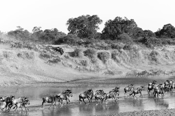 Fototapeta na wymiar Herd of running wildebeest in Maasai Mara National Reserve in Kenya