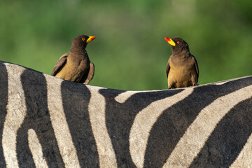 Pair of Yellow-billed Oxpeckers on zebra back with green background