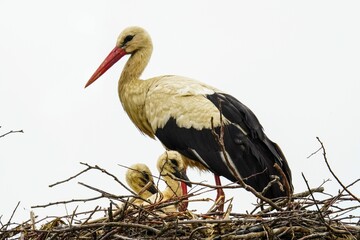 Closeup shot of a stork and cubs in the nest