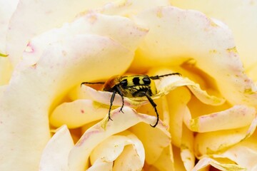 Closeup of Eurasian bee beetle sleeping on pinkish-yellow flower petals