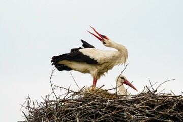 Storks on a nest against light blue sky in closeup