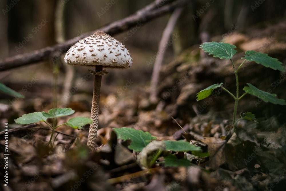 Sticker Closeup shot of Parasol mushroom in lush forest with some greenery