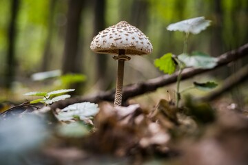 Closeup shot of Parasol mushroom in lush forest with some greenery