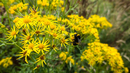 Selective focus of a honeybee collecting pollen from yellow Jacobaea flowers