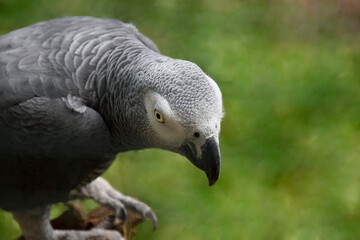 portrait of a gray parrot
