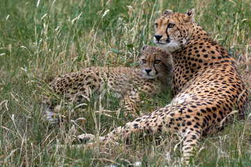 Scenic view of three cheetahs lying on the ground in a zoo and looking around