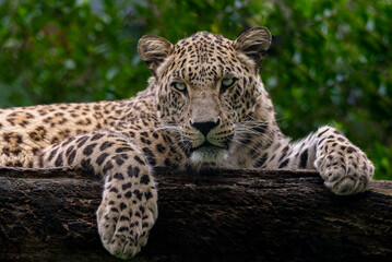 Closeup shot of a panther lying on a tree stump in a zoo in a blurred background