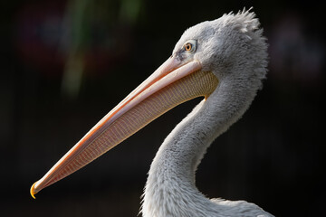 Closeup shot of a white pelican bird in a blurred background