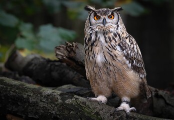 Closeup shot of a brown owl with orange eyes perched on wood