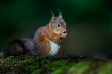 Naklejka na ściany i meble Brown squirrel perching on grass in blurred background