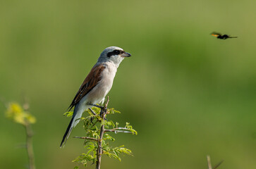 Red-backed Shrike, male, against clean background looking at flying insect.