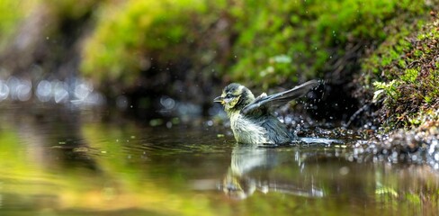 Beautiful view of a blue tit bathing in the forest