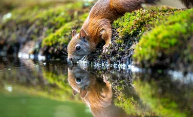 Poster Bosdieren Beautiful view of a squirrel drinking water in the forest  © Wil Reijnders/Wirestock Creators