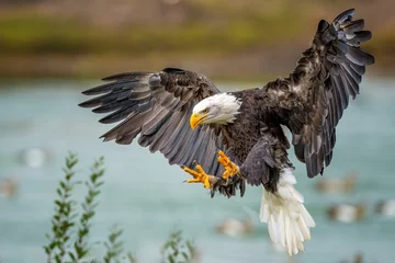 Keuken foto achterwand Close-up shot of a bald eagle (Haliaeetus leucocephalus) landing © Wil Reijnders/Wirestock Creators