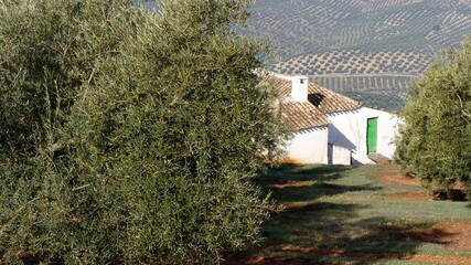 Countryside with olive trees, Andalusia