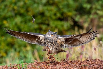 Selective focus shot of a beautiful eagle owl taking flight to catch a mouse from mid-air