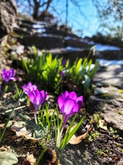 Beautiful view of purple crocus growing in park under sunlight